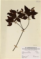 藏品(守城滿山紅)的圖片